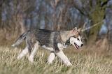 ALASKAN MALAMUTE 878